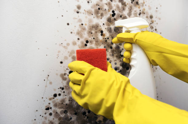 Professional Mold Remediation in Monessen, PA